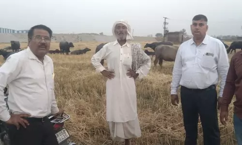 Haryana : फैक्ट्री से निकला दूषित पानी पीने से 15 भैंसों की मौत Haryana : फैक्ट्री से निकला दूषित पानी पीने से 15 भैंसों की मौत