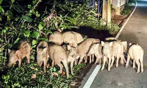 किसानों की पीड़ा का कोई अंत नहीं है; सूअरों का प्रकोप गंभीर किसानों की पीड़ा का कोई अंत नहीं है; सूअरों का प्रकोप गंभीर