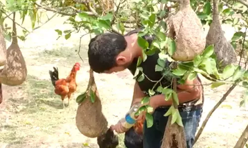 18 वर्षीय युवक ने गौरैया को बचाने के लिए बनाए 150 पक्षी घोंसले 18 वर्षीय युवक ने गौरैया को बचाने के लिए बनाए 150 पक्षी घोंसले