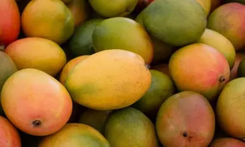 FDA ने मापुसा यार्ड में रासायनिक रूप से पकाए गए रायगढ़ आमों की 60 पेटियां जब्त की
