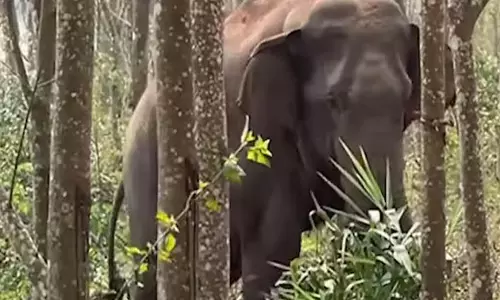 हाथी के हमले में महिला की मौत,   दूसरी  घायल