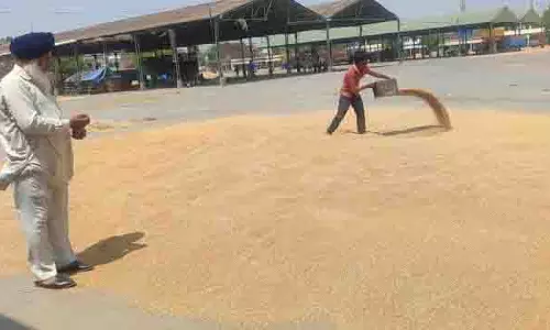 Kapurthala में गेहूं की खरीद सुचारू रूप से शुरू