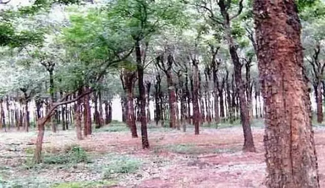 तमिलनाडु में 23 ट्रैकिंग मार्ग फिर से खुले: वन विभाग की जानकारी तमिलनाडु में 23 ट्रैकिंग मार्ग फिर से खुले: वन विभाग की जानकारी