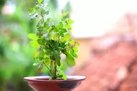 Varuthini Ekadashi 2025: वरुथिनी एकादशी पर करें तुलसी के ये उपाय, पूरे होंगे रुके काम Varuthini Ekadashi 2025: वरुथिनी एकादशी पर करें तुलसी के ये उपाय, पूरे होंगे रुके काम