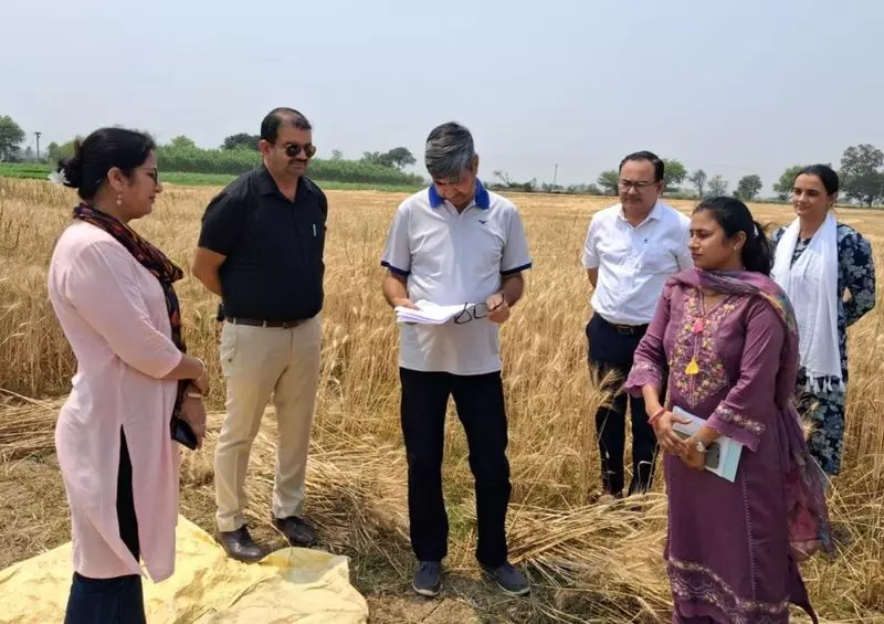 Haryana : गेहूं की खरीद में तेजी, उठान अभी भी चिंता का विषय Haryana : गेहूं की खरीद में तेजी, उठान अभी भी चिंता का विषय