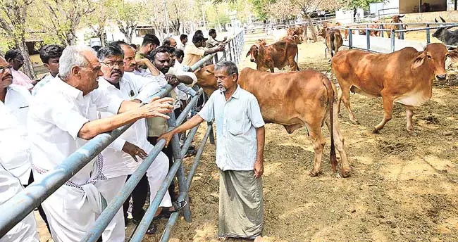 Andhra : क्षेत्र में एसवी गौशाला का प्रबंधन संतोषजनक Andhra : क्षेत्र में एसवी गौशाला का प्रबंधन संतोषजनक