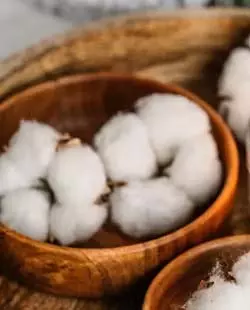 भारत में American Cotton निर्यात में तेज़ बढ़त भारत में American Cotton निर्यात में तेज़ बढ़त
