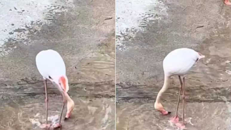 बगुला मस्ती भरे अंदाज में किया ऐसा करतब, जमकर वायरल हुआ VIDEO बगुला मस्ती भरे अंदाज में किया ऐसा करतब, जमकर वायरल हुआ VIDEO