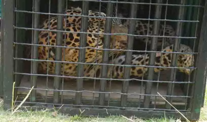 ICRISAT में पकड़ा गया तेंदुआ जंगल में छोड़े जाने के लिए तैयार: Hyderabad Zoo ICRISAT में पकड़ा गया तेंदुआ जंगल में छोड़े जाने के लिए तैयार: Hyderabad Zoo