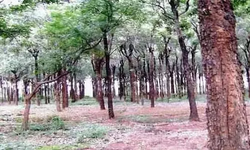 तमिलनाडु में 23 ट्रैकिंग मार्ग फिर से खुले: वन विभाग की जानकारी