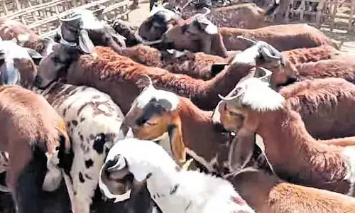 भेड़ वितरण घोटाला: ED ने तेलंगाना पशुपालन अधिकारी से पूछताछ की