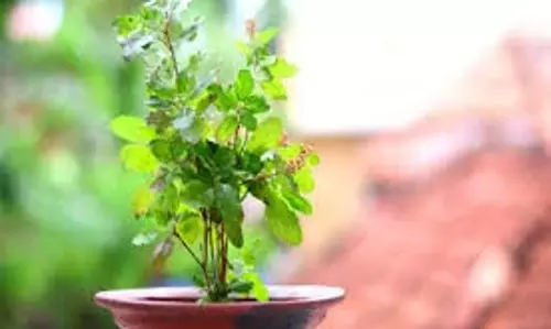Varuthini Ekadashi 2025:  वरुथिनी एकादशी पर करें तुलसी के ये उपाय, पूरे होंगे रुके काम