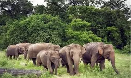 Bihar: हाथियों के झुंड ने मचाया उत्पात, दहशत में लोग Bihar: हाथियों के झुंड ने मचाया उत्पात, दहशत में लोग