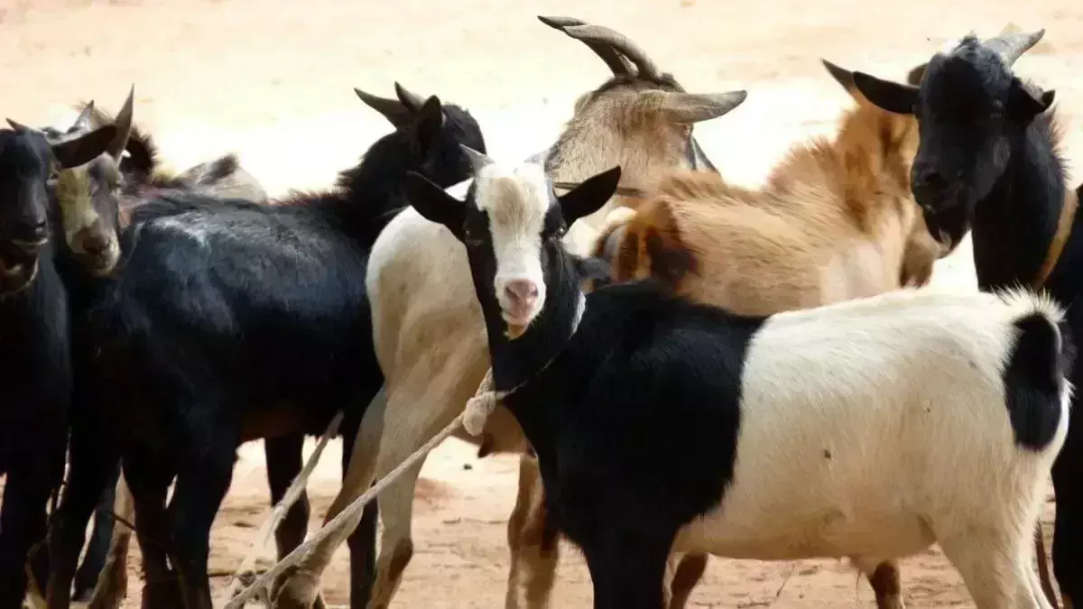 Prayagraj: सरकारी योजना के तहत बकरी पालन पर 50% सब्सिडी, युवा उठा सकते हैं फायदा