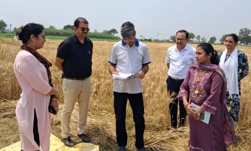 Haryana : गेहूं की खरीद में तेजी, उठान अभी भी चिंता का विषय
