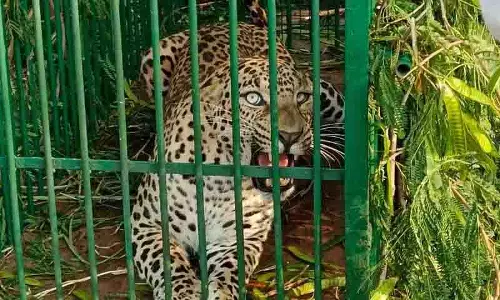 वन अधिकारियों ने ICRISAT परिसर में रखे पिंजरे में तेंदुए को फंसाया