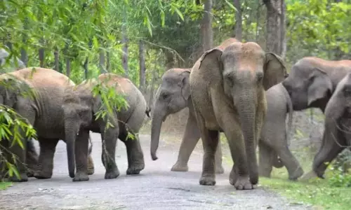 कांचीकोड में जंगली हाथियों ने आवासीय क्षेत्र में प्रवेश किया, फसलों को नष्ट किया