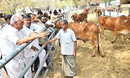 Andhra : क्षेत्र में एसवी गौशाला का प्रबंधन संतोषजनक Andhra : क्षेत्र में एसवी गौशाला का प्रबंधन संतोषजनक