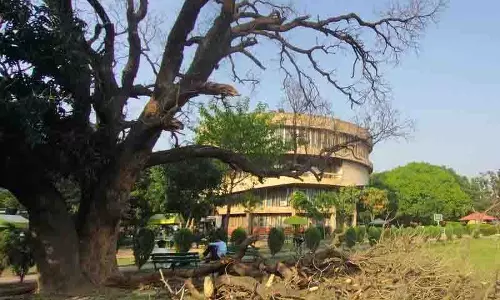 Punjab Universit परिसर में सूखे पेड़ छात्रों के लिए खतरा बने हुए