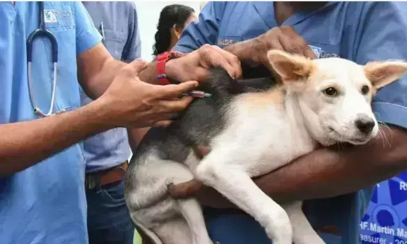 Manipur में मांस के लिए कुत्तों की हत्या करने के आरोप में एक व्यक्ति गिरफ्तार