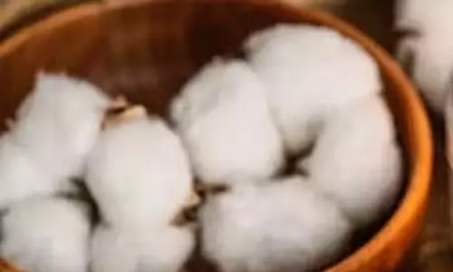 भारत में American Cotton निर्यात में तेज़ बढ़त भारत में American Cotton निर्यात में तेज़ बढ़त
