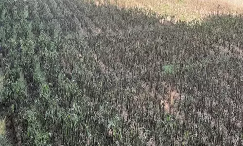 अचानक तूफान  से फसलें और फल बुरी तरह  हुए  प्रभावित