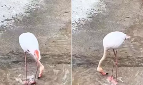 बगुला मस्ती भरे अंदाज में किया ऐसा करतब, जमकर वायरल हुआ VIDEO