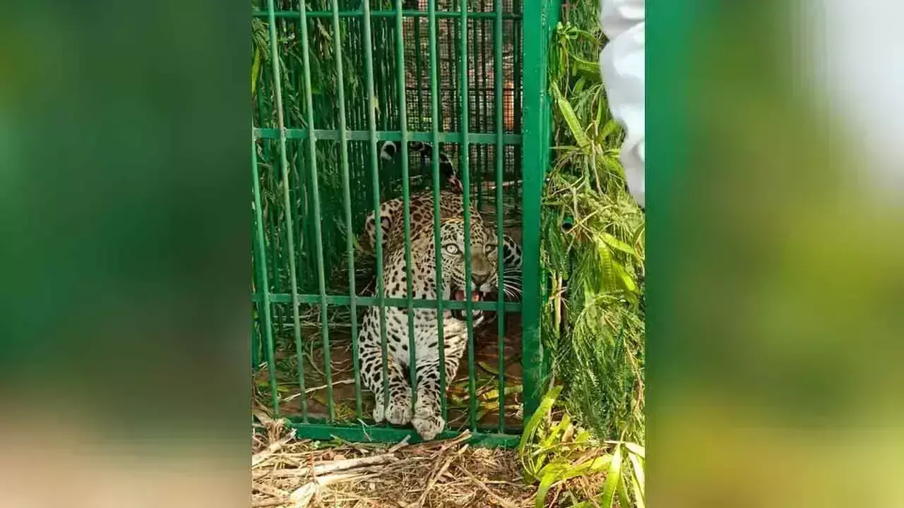 हैदराबाद के निकट ICRISAT परिसर में तेंदुआ फंसा हैदराबाद के निकट ICRISAT परिसर में तेंदुआ फंसा