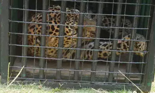 ICRISAT में पकड़ा गया तेंदुआ जंगल में छोड़े जाने के लिए तैयार: Hyderabad Zoo