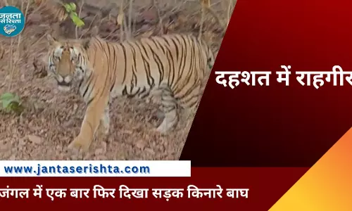 Raisen के बर्रुख़ार के जंगल में एक बार फिर दिखा सड़क किनारे बाघ, राहगीर दहशत में Raisen के बर्रुख़ार के जंगल में एक बार फिर दिखा सड़क किनारे बाघ, राहगीर दहशत में