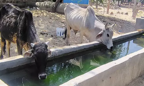 Churu: भारवाहक पशुओं को दोपहर में काम में नहीं लेने के निर्देश Churu: भारवाहक पशुओं को दोपहर में काम में नहीं लेने के निर्देश