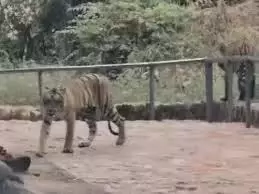 Rajasthan: त्रिनेत्र गणेश मंदिर मार्ग अगले पांच दिन तक रहेगा बंद, वन विभाग का फैसला Rajasthan: त्रिनेत्र गणेश मंदिर मार्ग अगले पांच दिन तक रहेगा बंद, वन विभाग का फैसला