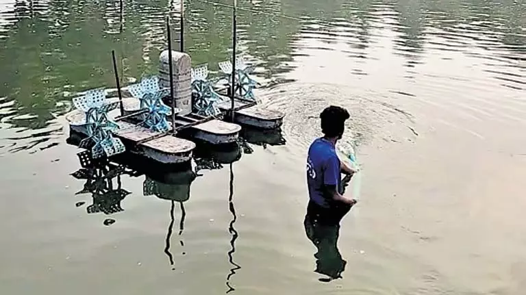 Andhra सरकार ने एक्वा फ़ीड के लिए नई मूल्य निर्धारण प्रणाली शुरू की Andhra सरकार ने एक्वा फ़ीड के लिए नई मूल्य निर्धारण प्रणाली शुरू की