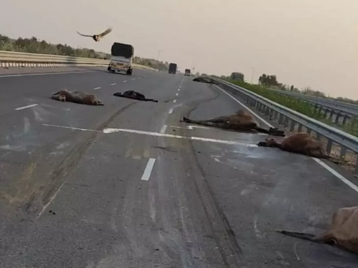 Jodhpur: भारतमाला हाईवे पर तेज गति से दौड़ते वाहन ने 9 ऊंटों की जान ली Jodhpur: भारतमाला हाईवे पर तेज गति से दौड़ते वाहन ने 9 ऊंटों की जान ली