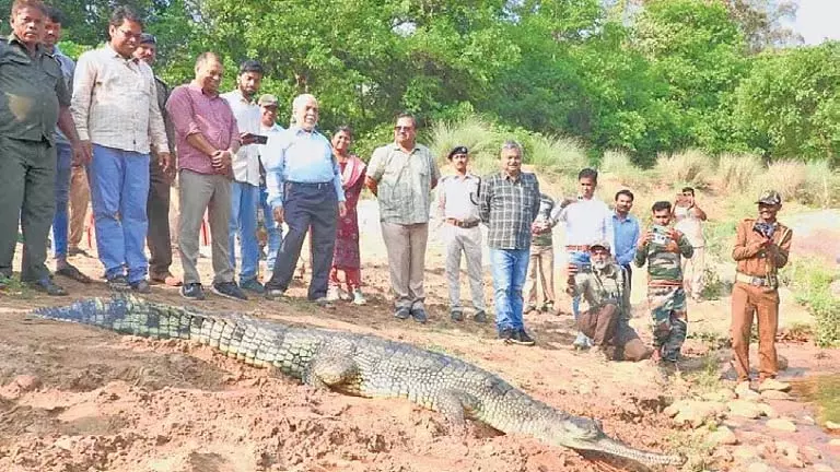 Odisha ने महानदी में घड़ियाल संरक्षण परियोजना का दूसरा चरण शुरू किया Odisha ने महानदी में घड़ियाल संरक्षण परियोजना का दूसरा चरण शुरू किया