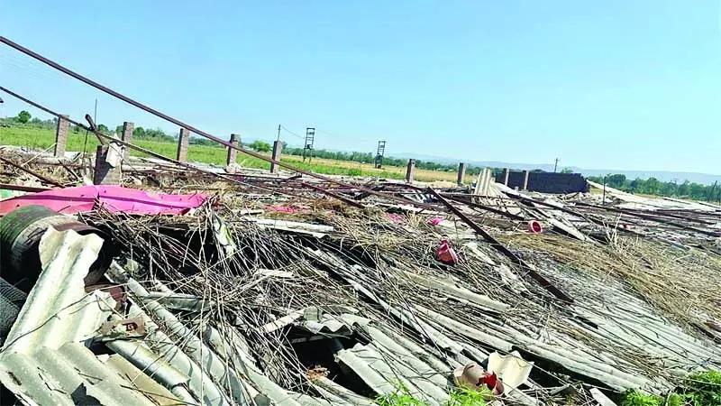 रामपुर में गिरा मुर्गी फार्म, 22 लाख का नुकसान रामपुर में गिरा मुर्गी फार्म, 22 लाख का नुकसान