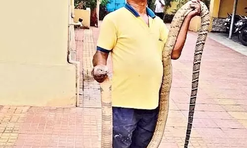 Odisha : रायगड़ा जिले में एक दुर्लभ किंग कोबरा ने हड़कंप मचा दिया