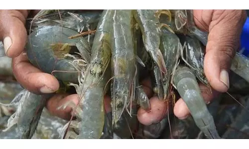 झींगा निर्यातकों ने सरकार से मदद मांगी