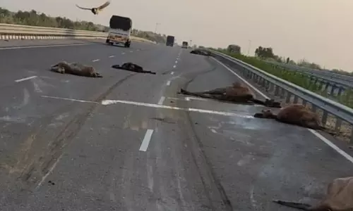 Jodhpur: भारतमाला हाईवे पर तेज गति से दौड़ते वाहन ने 9 ऊंटों की जान ली Jodhpur: भारतमाला हाईवे पर तेज गति से दौड़ते वाहन ने 9 ऊंटों की जान ली