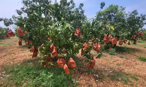 AP उच्च मूल्य पर 10,000 मीट्रिक टन बनेशन आमों का निर्यात करेगा AP उच्च मूल्य पर 10,000 मीट्रिक टन बनेशन आमों का निर्यात करेगा