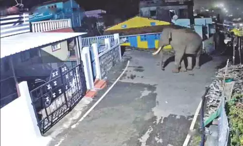 Tamil Nadu: रिहायशी इलाकों में हाथियों के घुसने से दहशत का माहौल Tamil Nadu: रिहायशी इलाकों में हाथियों के घुसने से दहशत का माहौल
