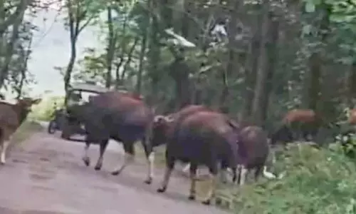 Kerala: जंगली भैंसों ने फिर आबादी वाले इलाकों में फैलाया आतंक Kerala: जंगली भैंसों ने फिर आबादी वाले इलाकों में फैलाया आतंक