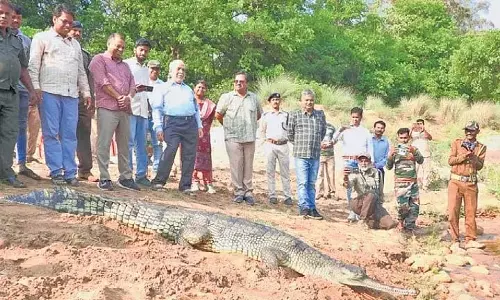 Odisha ने महानदी में घड़ियाल संरक्षण परियोजना का दूसरा चरण शुरू किया Odisha ने महानदी में घड़ियाल संरक्षण परियोजना का दूसरा चरण शुरू किया