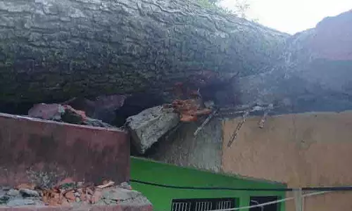 Chamba थुलेल में तूफान से पेड़ उखड़ गए, मकान क्षतिग्रस्त Chamba थुलेल में तूफान से पेड़ उखड़ गए, मकान क्षतिग्रस्त