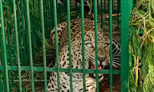 हैदराबाद के पास ICRISAT में पकड़े गए तेंदुए को अमराबाद रिजर्व में छोड़ा हैदराबाद के पास ICRISAT में पकड़े गए तेंदुए को अमराबाद रिजर्व में छोड़ा