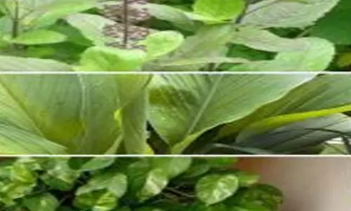इन 4 पौधे से घर में आते है धन, समृद्धि और पॉजिटिव एनर्जी