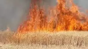 Haryana: खेतों में लगी भीषण आग, 14 एकड़ गेहूं और 24 एकड़ बांस की फसल खाक Haryana: खेतों में लगी भीषण आग, 14 एकड़ गेहूं और 24 एकड़ बांस की फसल खाक
