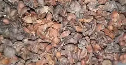 बिही दाना : सेहत के लिए किसी वरदान से कम नहीं ये बीज बिही दाना : सेहत के लिए किसी वरदान से कम नहीं ये बीज