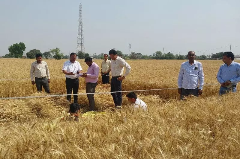 Haryana : कृषि विभाग ने करनाल जिले में औसत गेहूं उत्पादकता का आकलन किया Haryana : कृषि विभाग ने करनाल जिले में औसत गेहूं उत्पादकता का आकलन किया