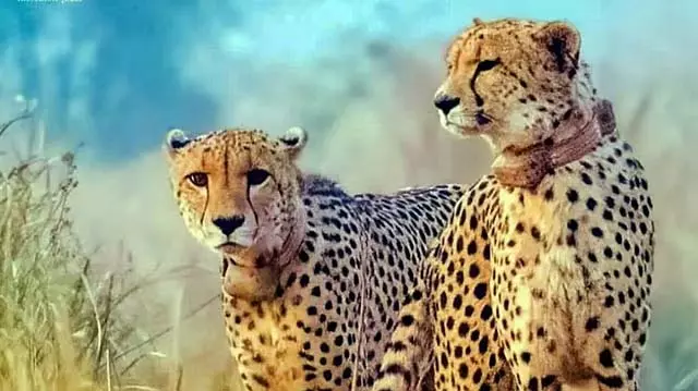 8 और चीते भारत आ रहे हैं, अगले महीने बोत्सवाना से 4 और आएंगे 8 और चीते भारत आ रहे हैं, अगले महीने बोत्सवाना से 4 और आएंगे